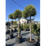 Сосна чорна Спілберг штамб d 0,8-0,9  м